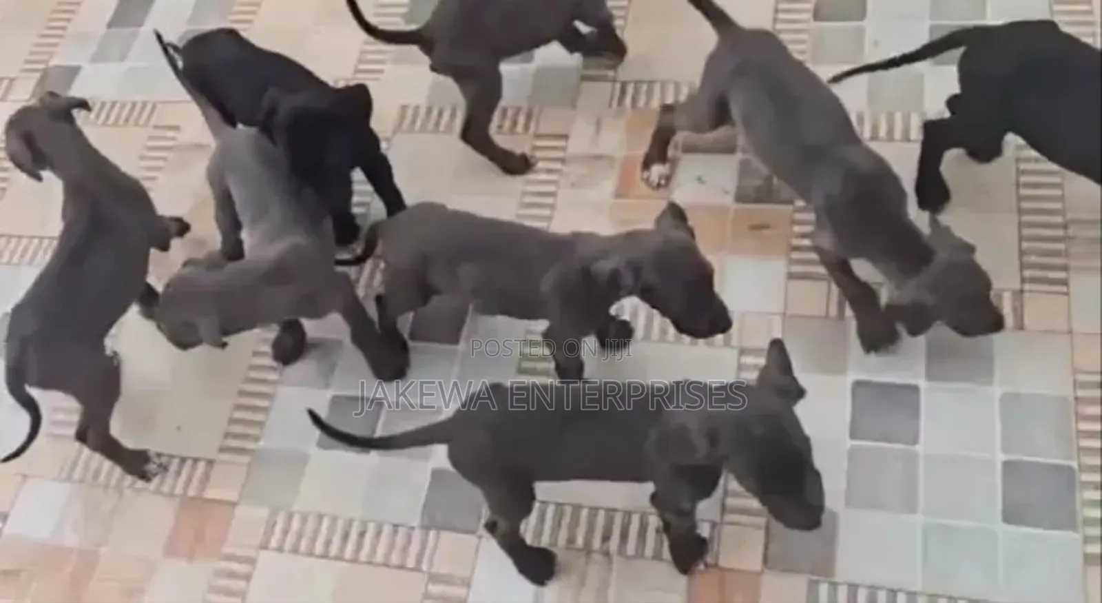 1-3 months Male Purebred Great Dane