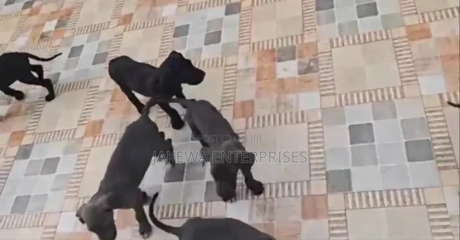 1-3 months Male Purebred Great Dane