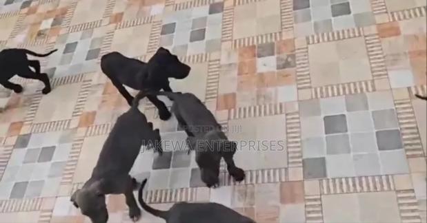 1-3 months Male Purebred Great Dane - thumbnail 7