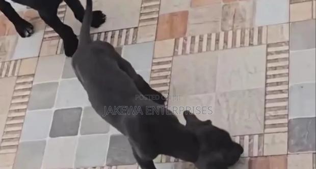 1-3 months Male Purebred Great Dane - thumbnail 8