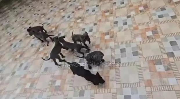 1-3 months Male Purebred Great Dane - thumbnail 9