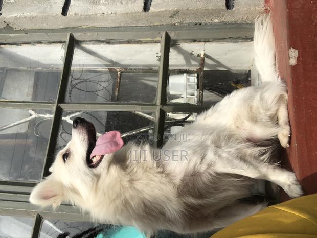 1+ year Female Mixed Breed Japanese Spitz - thumbnail 3