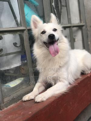 1+ year Female Mixed Breed Japanese Spitz - thumbnail 2