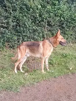 1+ year Male Mixed Breed German Shepherd
