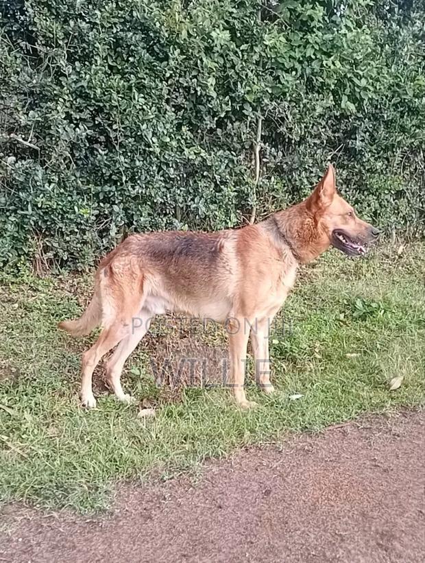 1+ year Male Mixed Breed German Shepherd - main view
