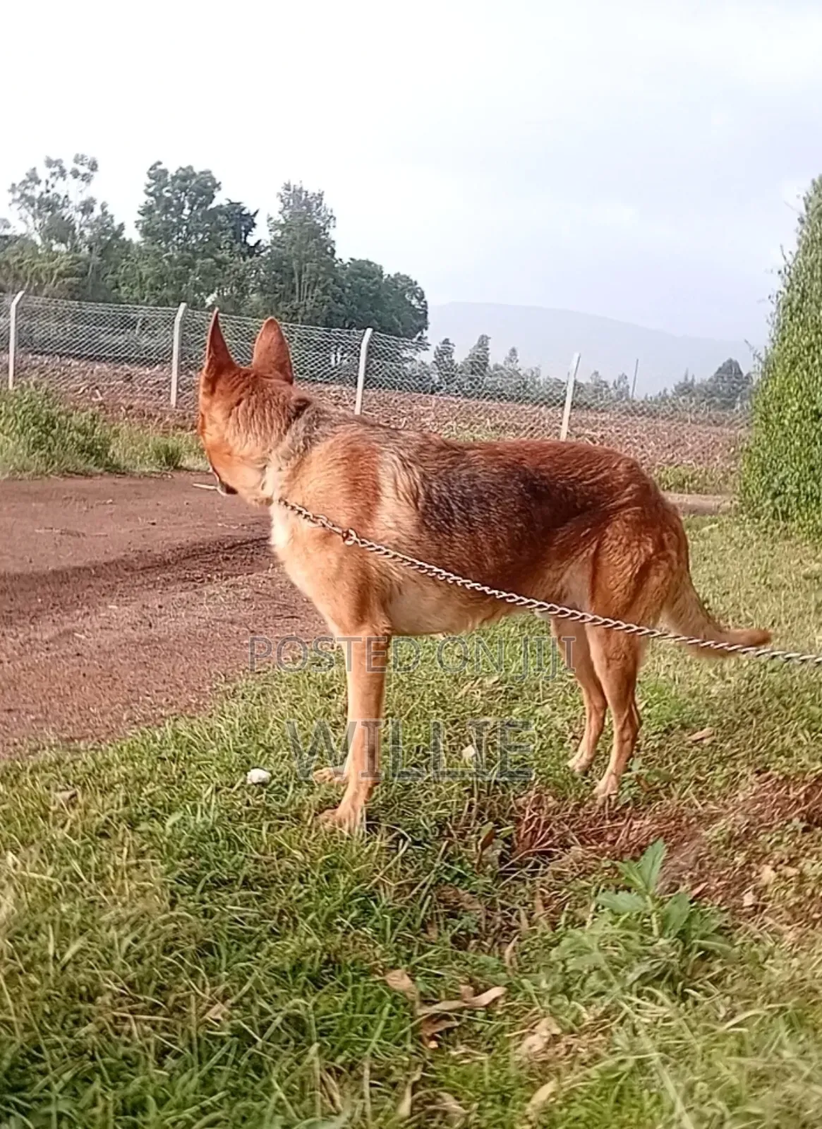 1+ year Male Mixed Breed German Shepherd