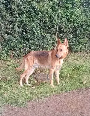 1+ year Male Mixed Breed German Shepherd