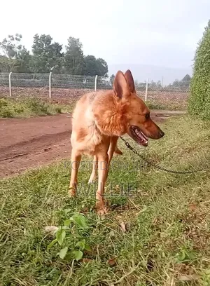 1+ year Male Mixed Breed German Shepherd