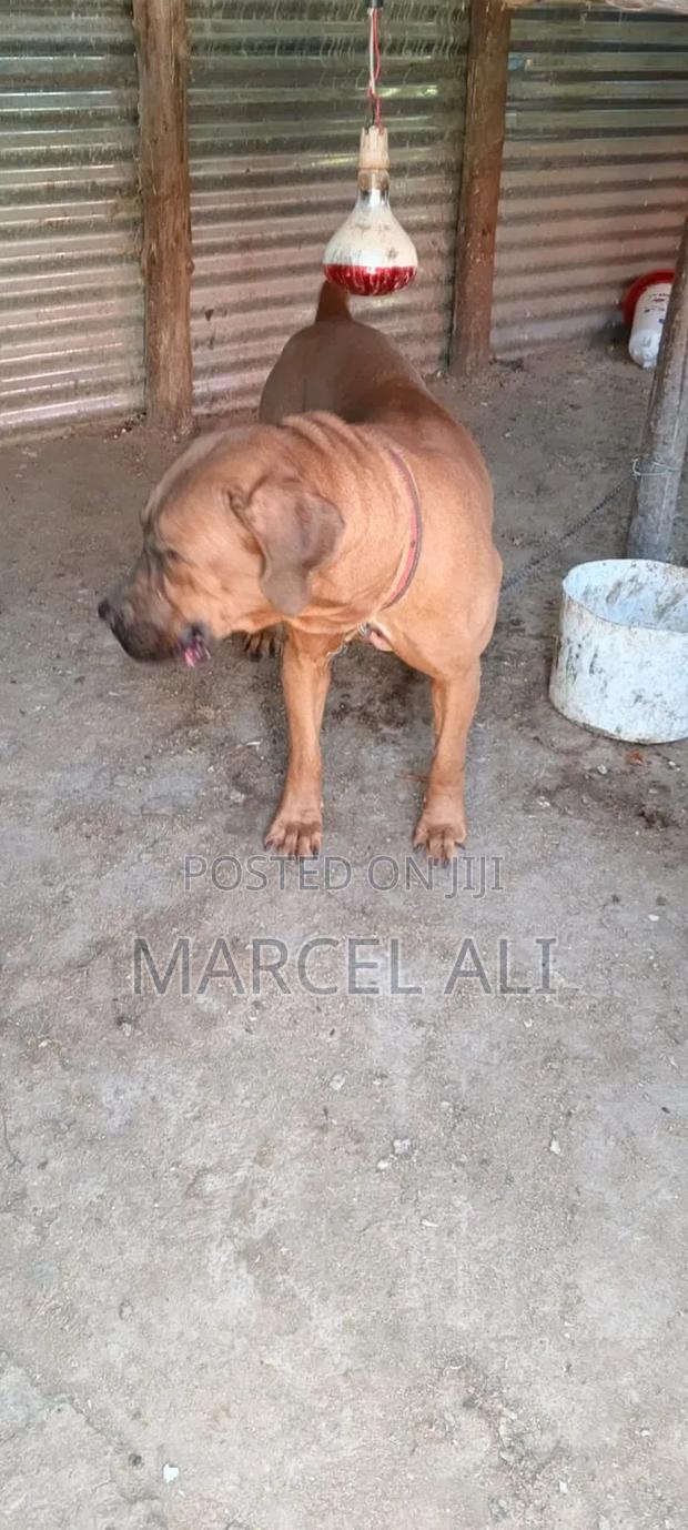 6-12 months Female Purebred Boerboel - thumbnail 5