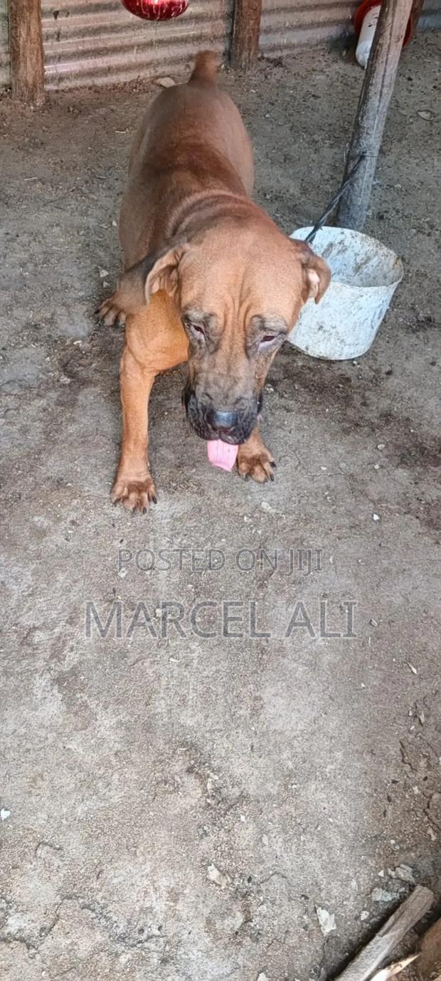 6-12 months Female Purebred Boerboel - thumbnail 6