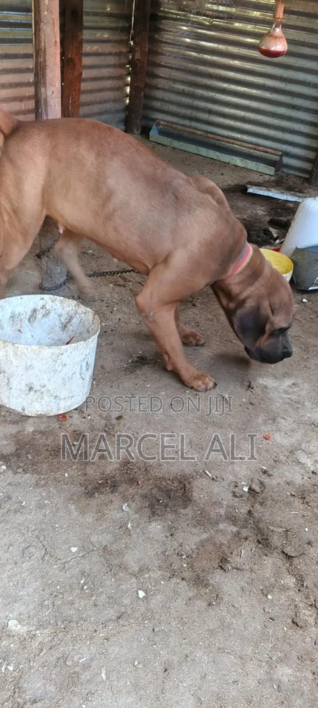6-12 months Female Purebred Boerboel - thumbnail 7
