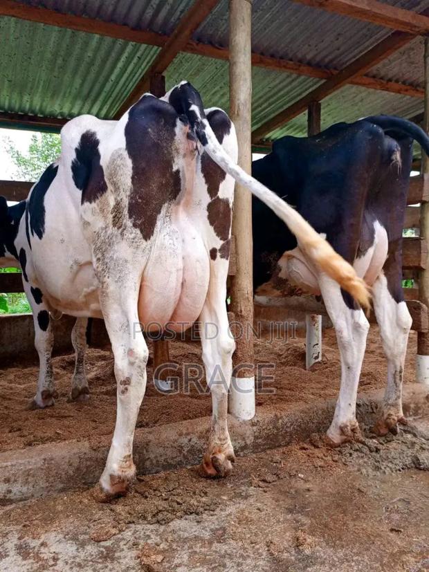 Incalves Heifer - main view