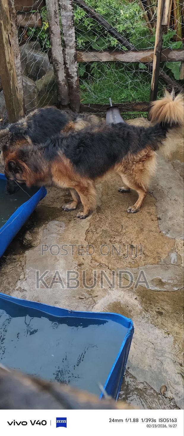 1+ year Female Purebred German Shepherd