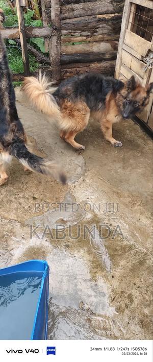 1+ year Female Purebred German Shepherd - thumbnail 4