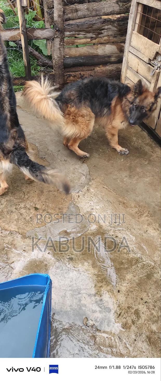 1+ year Female Purebred German Shepherd - thumbnail 2