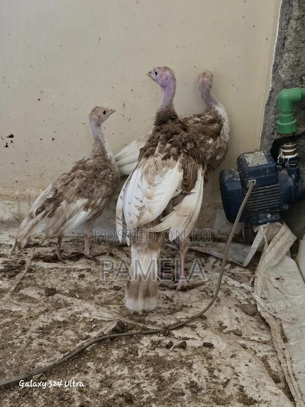 Red Bourban Turkey Poults - main view