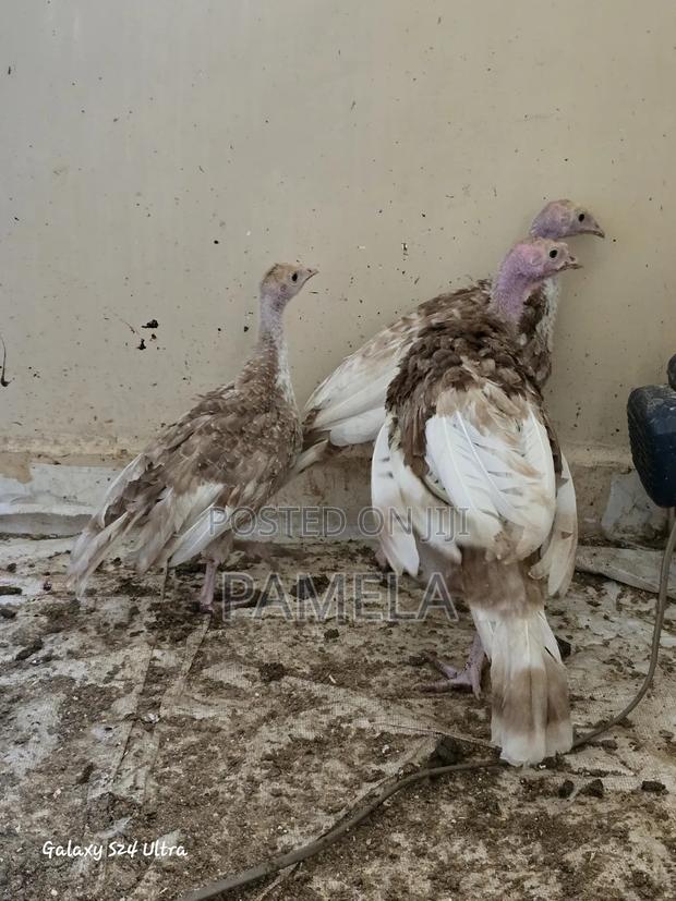 Red Bourban Turkey Poults - thumbnail 2