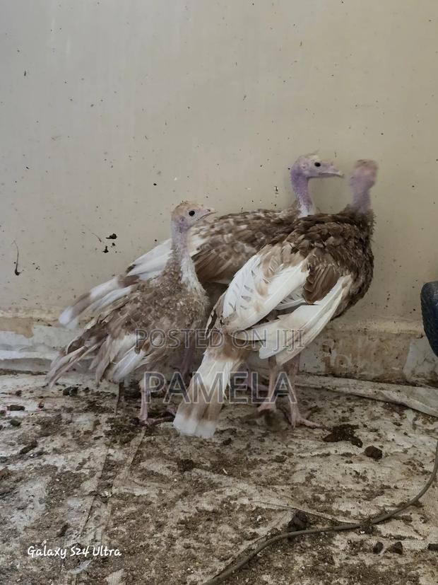 Red Bourban Turkey Poults - thumbnail 3