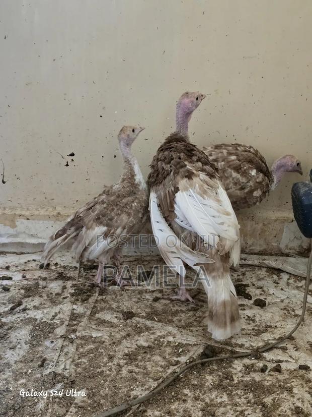 Red Bourban Turkey Poults - thumbnail 4