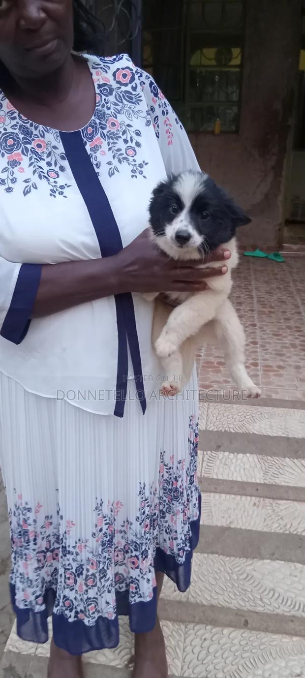 1-3 months Male Purebred Japanese Spitz