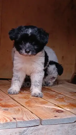 1-3 months Male Purebred Havanese