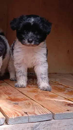 1-3 months Male Purebred Havanese