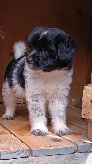 1-3 months Male Purebred Havanese