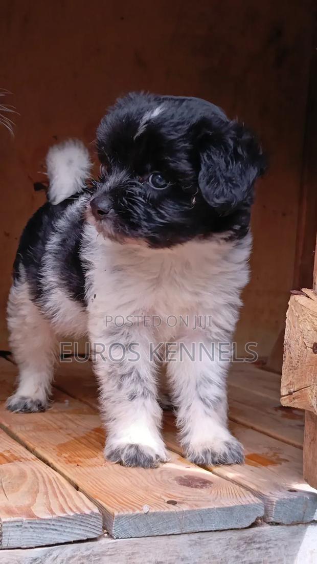 1-3 months Male Purebred Havanese - thumbnail 4