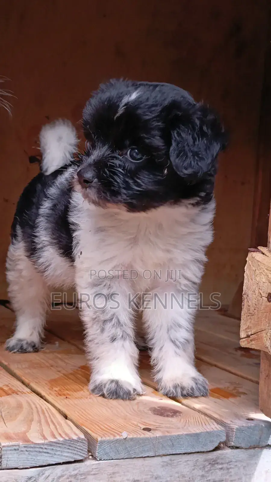 1-3 months Male Purebred Havanese