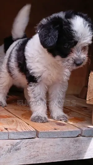 1-3 months Male Purebred Havanese