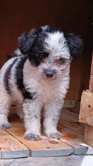 1-3 months Male Purebred Havanese