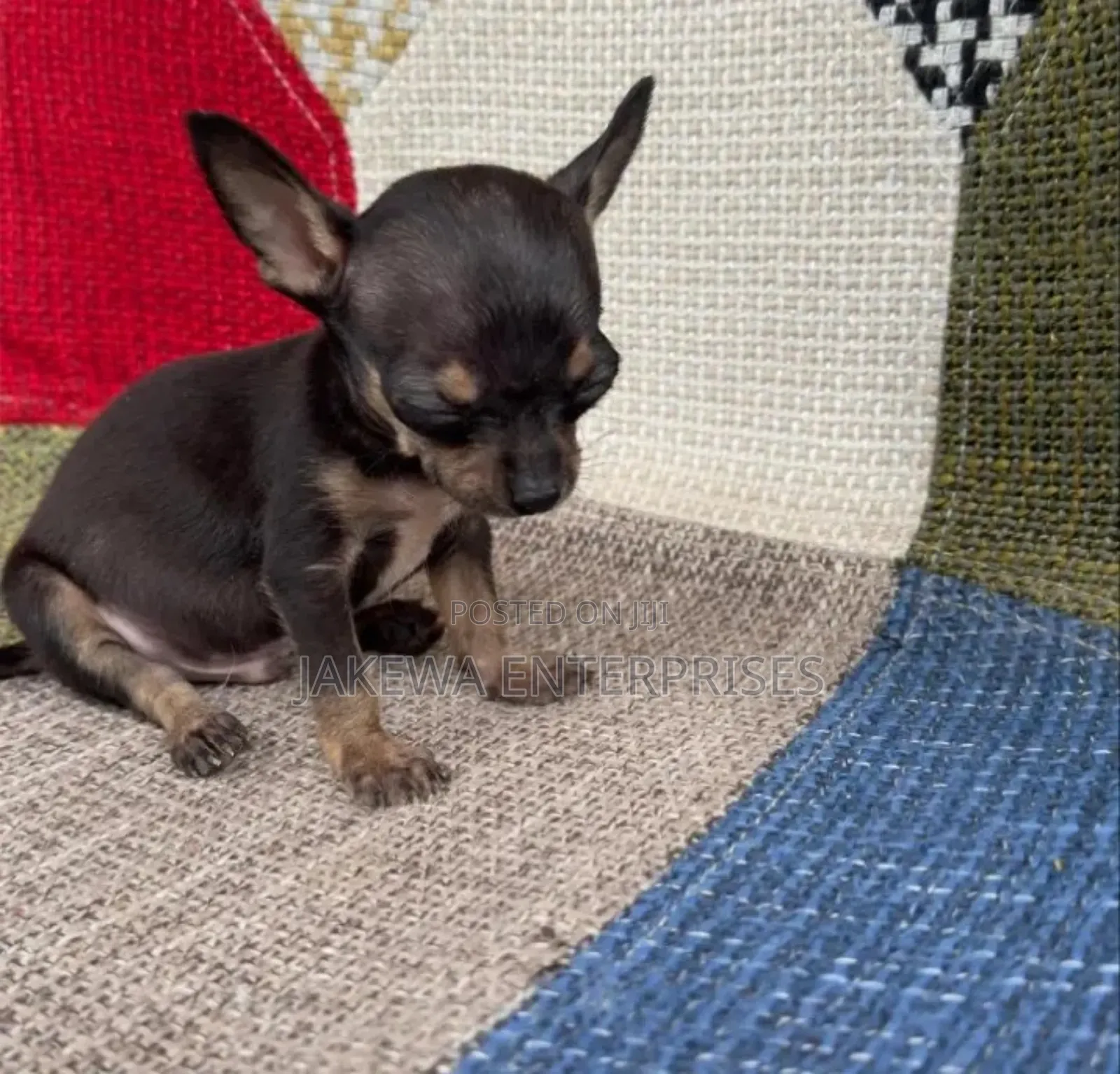 1-3 months Male Purebred Chihuahua
