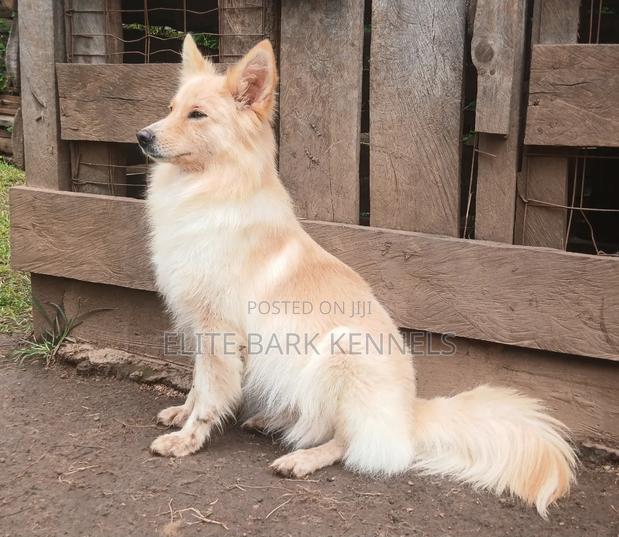 1+ year Female Purebred Japanese Spitz