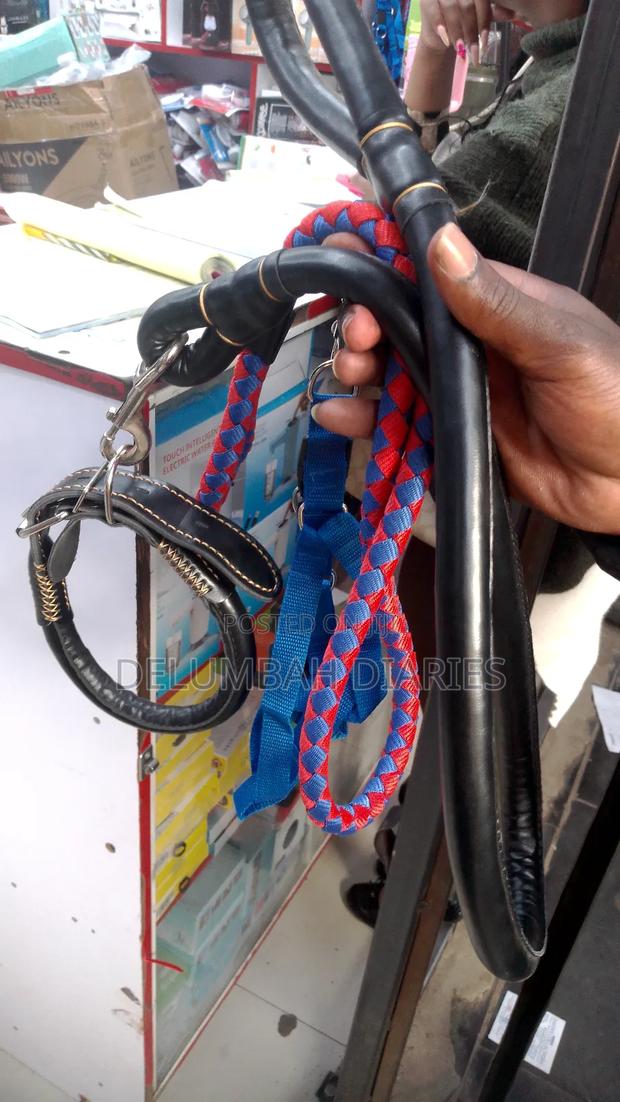 Dog Leash and Collar - thumbnail 3