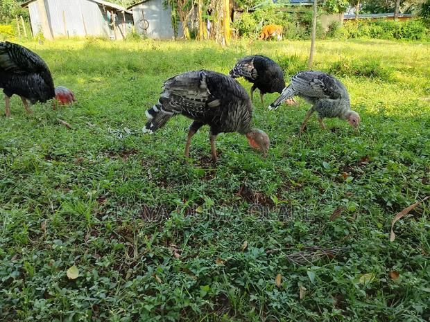 Turkeys Mature - main view