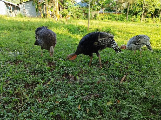 Turkeys Mature - thumbnail 2
