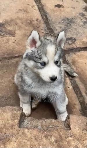 1-3 months Female Purebred Siberian Husky - thumbnail 2