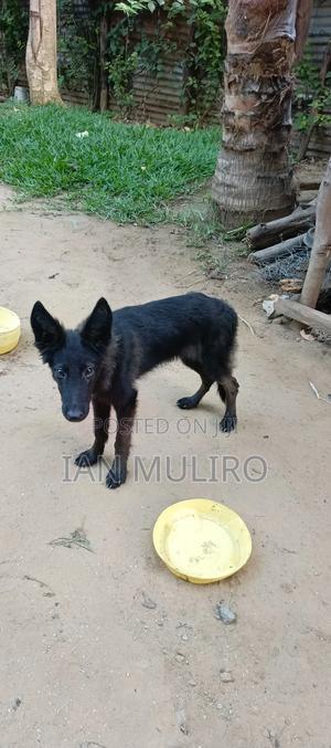 3-6 months Male Purebred German Shepherd - thumbnail 2