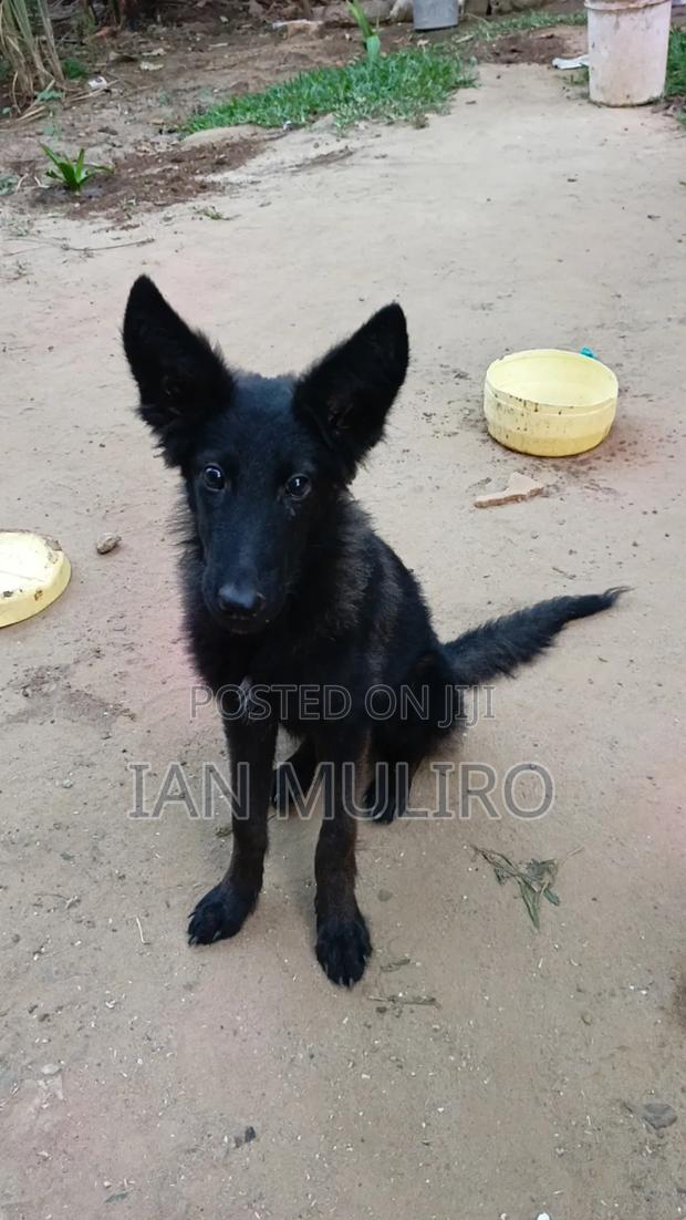 3-6 months Male Purebred German Shepherd - thumbnail 3