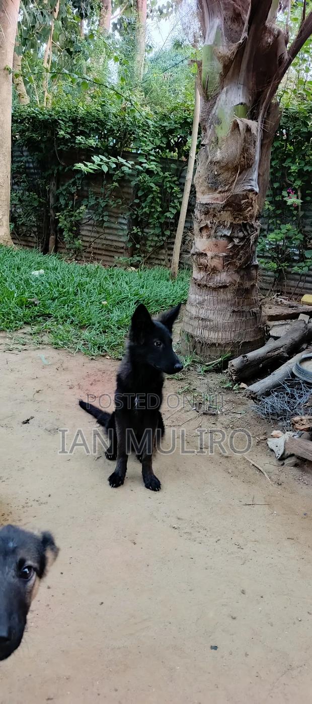 3-6 months Male Purebred German Shepherd - thumbnail 4