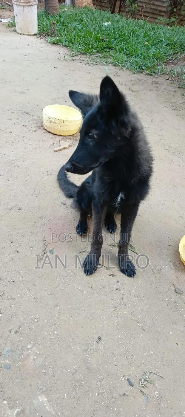 3-6 months Male Purebred German Shepherd - thumbnail 5