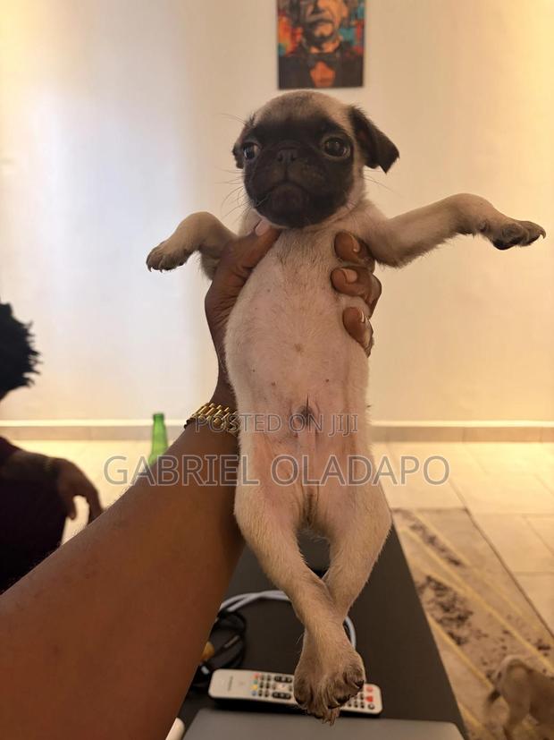 1-3 months Male Purebred Pug