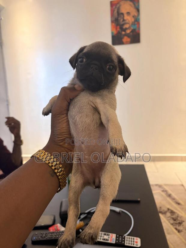 1-3 months Male Purebred Pug - thumbnail 2