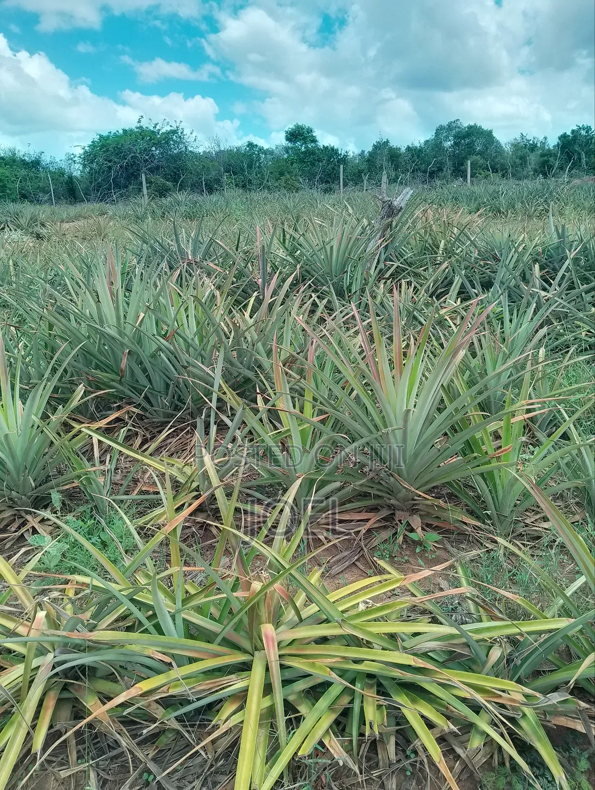Malindi 150 Acres Land