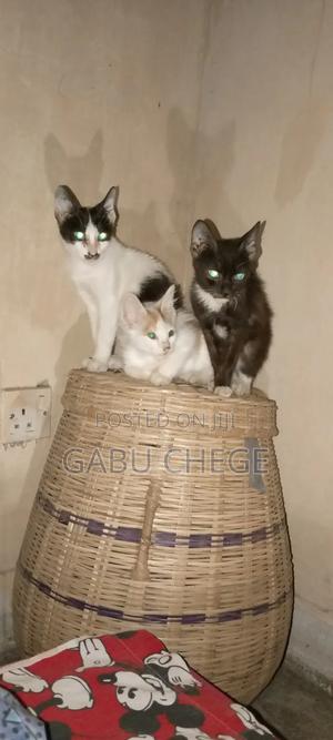 1-3 months Male Mixed Breed Tabby - thumbnail 2