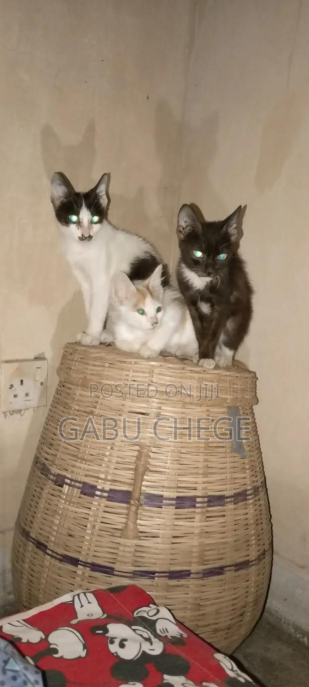 1-3 months Male Mixed Breed Tabby - main view