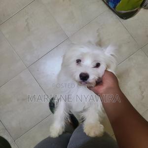 1-3 months Female Mixed Breed Maltese - thumbnail 2