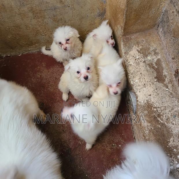 1-3 months Female Mixed Breed Maltese - thumbnail 3