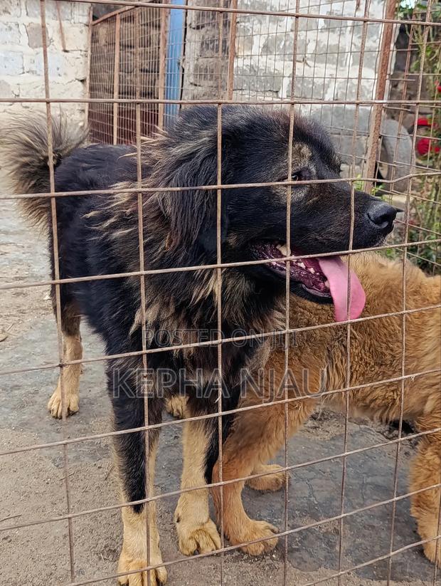 1+ year Male Purebred Caucasian Shepherd