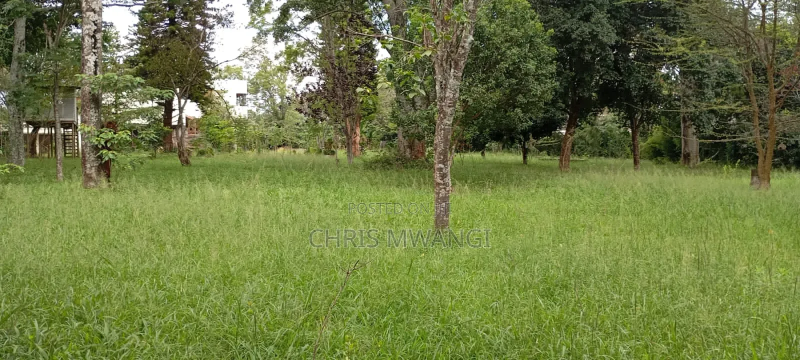 6bdrm Mansion in Runda Flame Tree for rent